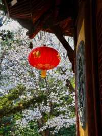 Longhua Temple Cherry Blossom: A Spiritual Retreat in Shanghai