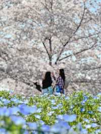 【東京・舎人公園】春の絶景お花見スポット