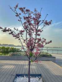 Cherry Blossoms Guide at Tung Chung Hongkong