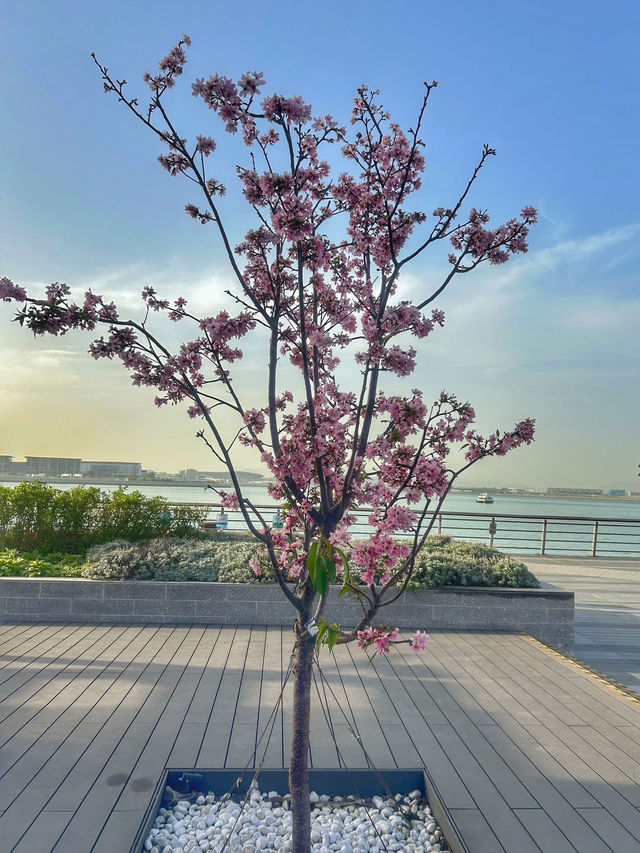 Cherry Blossoms Guide at Tung Chung Hongkong