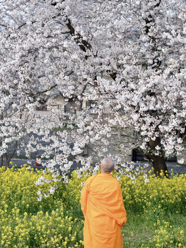 Tokyo Hidden Cherry Blossom Route | Moto-Arakawa & Kumagaya Sakura Tsutsumi (with Travel Tips)