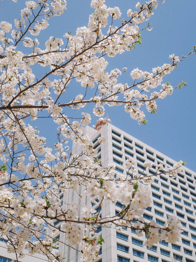 🌸 Tokyo’s Hibiya Park & Nakano Dori: A Spring Poem Through the Lens 📸