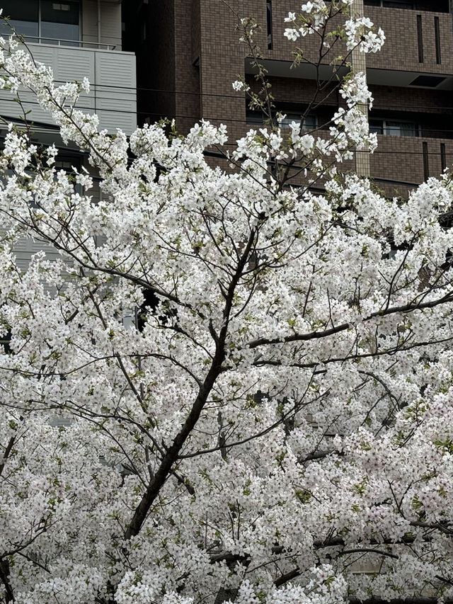 大阪｜大阪天滿橋中大江公園的櫻花