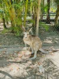[オーストラリア観光] オーストラリア動物園 in QLD