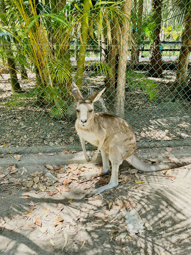 [オーストラリア観光] オーストラリア動物園 in QLD