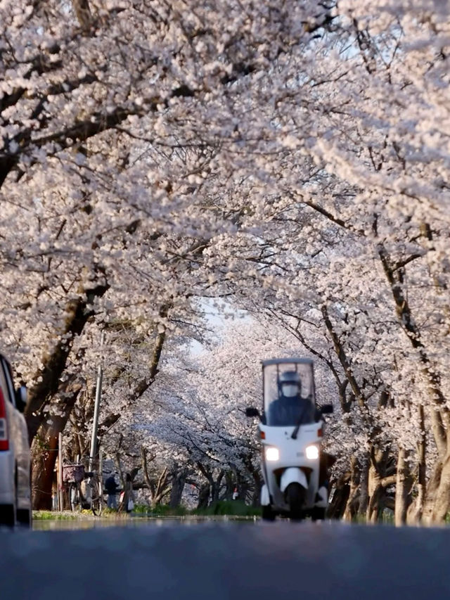 Soga River – A Peaceful Cherry Blossom Journey 🌸🚶‍♂️