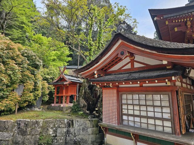 奈良~親親大自然，探訪可愛小鹿和歷史文化遺產的地方。