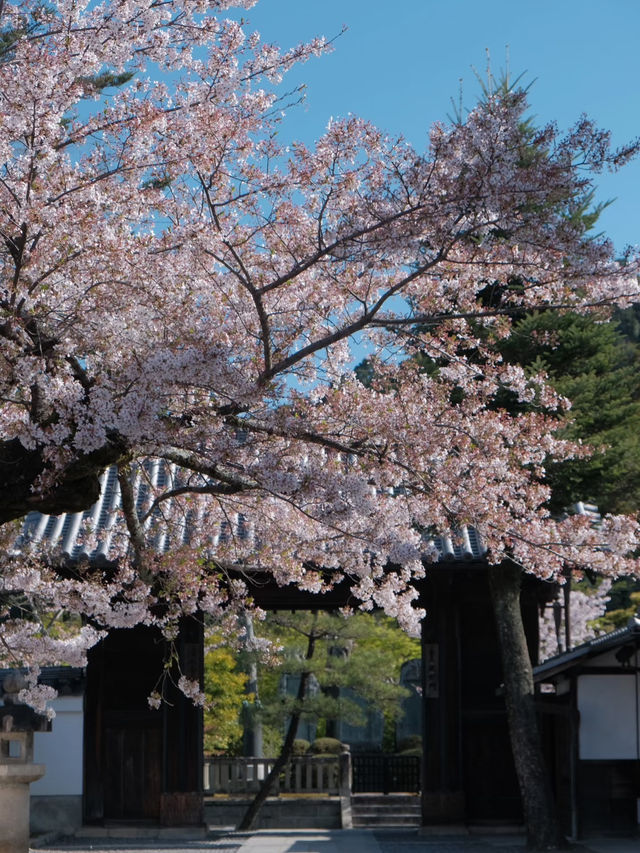 Spring Beneath the Stage: Kiyomizu-dera in Full Bloom
