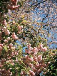 東京 新宿御苑 賞櫻好方便 🌸