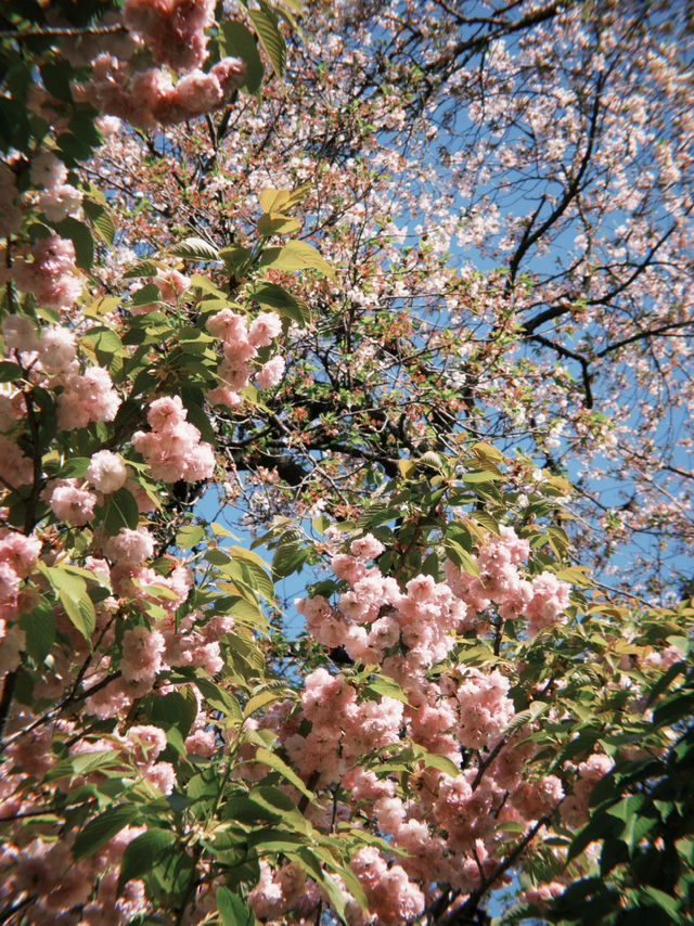 東京 新宿御苑 賞櫻好方便 🌸