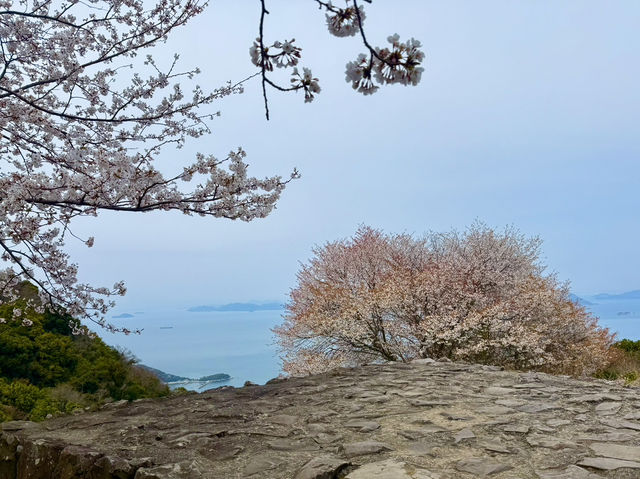 漫遊四國香川縣瀬戶內海紫雲出山賞櫻🌸