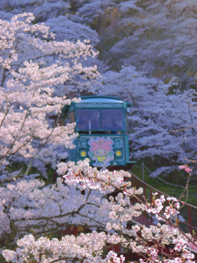 Miyagi's One-Mile Cherry Blossoms (Ippon Senbon Zakura) - A Must-See Sakura Experience! 🌸
