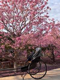 Guangdong Pink Flower Sea 🌸: Stepping into a Springtime Dream