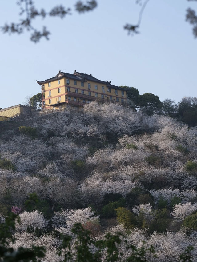 🌸 Hidden Cherry Blossom Paradise: 100,000+ Trees at Greenfields Happy Valley! 🌸