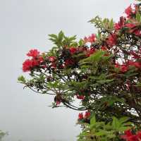 大屯山｜霧中漫步杜鵑花