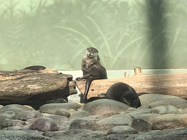 世界淡水魚水族館アクア•トト　ぎふ　これを見て！