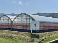 福崗任摘士多啤梨園🍓（附價錢）