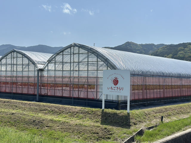 福崗任摘士多啤梨園🍓（附價錢）