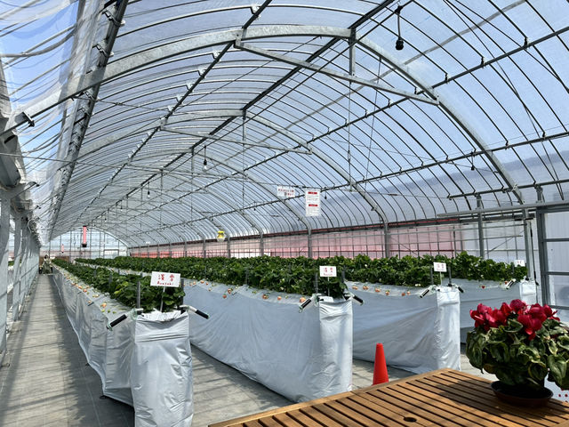 福崗任摘士多啤梨園🍓（附價錢）