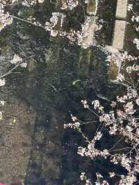 桜とコーヒーの贅沢体験🌸☕️中目黒スタバでのお花見レポート