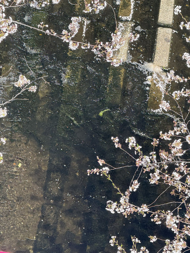 桜とコーヒーの贅沢体験🌸☕️中目黒スタバでのお花見レポート