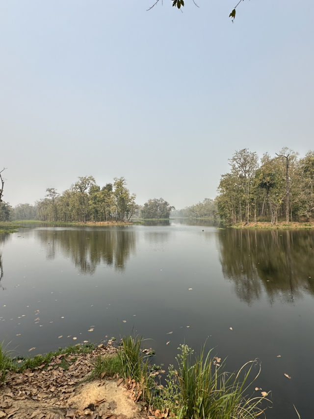 Drive to Twenty Thousand Lake (Bis Hazari Tal), Tikauli, Chitwan: A Wild Encounter