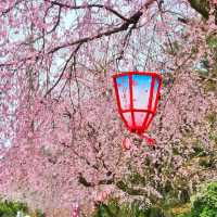 Cherry blossom season around Nagoya Castle