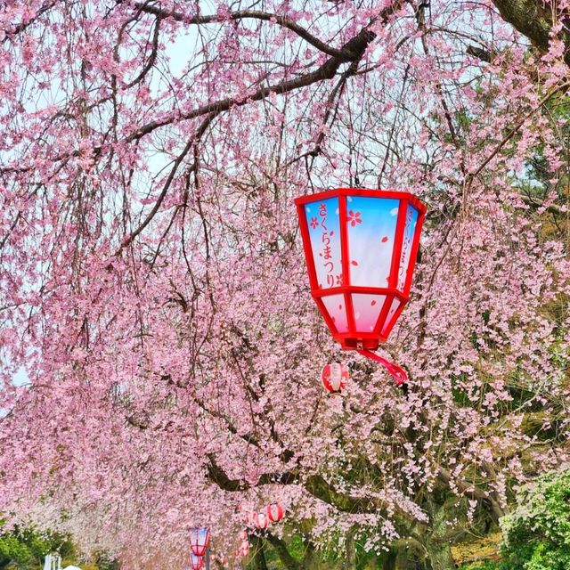 Cherry blossom season around Nagoya Castle