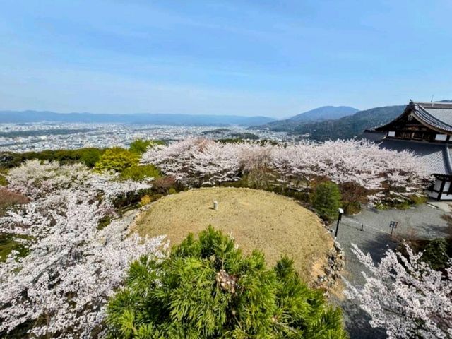 在地人推薦的東山賞櫻秘境---將軍塚青龍殿