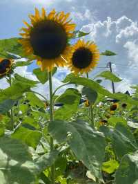 香港｜有向日葵花海的地方🌻——元朗信芯園