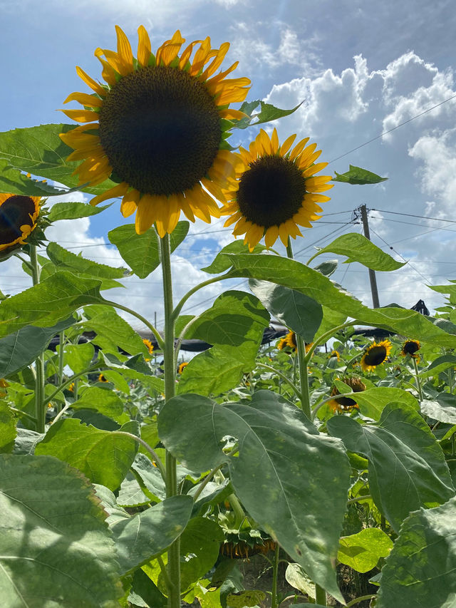 香港｜有向日葵花海的地方🌻——元朗信芯園