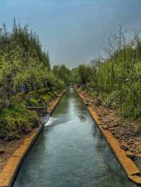 Reflections of Spring: Nature’s Calm at Haihong Wetland Park