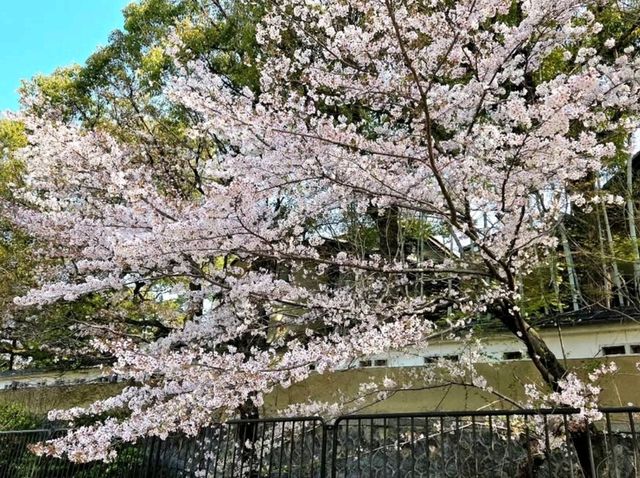 Old Rails & Cherry Blossom Magic