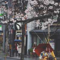 Kyoto – Where Every Blossom Tells a Story
