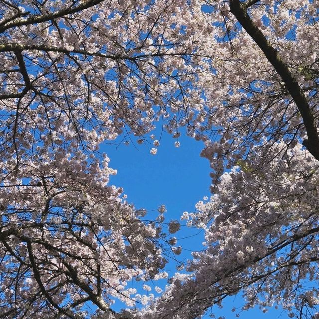 不在日本也能夠賞櫻