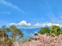 山林中的粉紅秘境：寶山二集團櫻花公園🌸