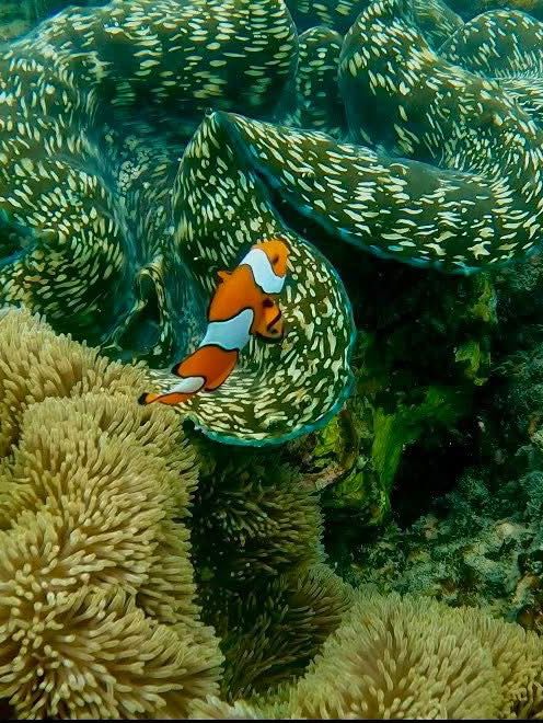 เกาะแสมสาร อ.สัตหีบ จ.ชลบุรี🐠🐟🐳🪼
