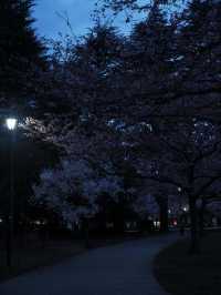 東京到仙台賞櫻：在市區就可以欣賞夜櫻