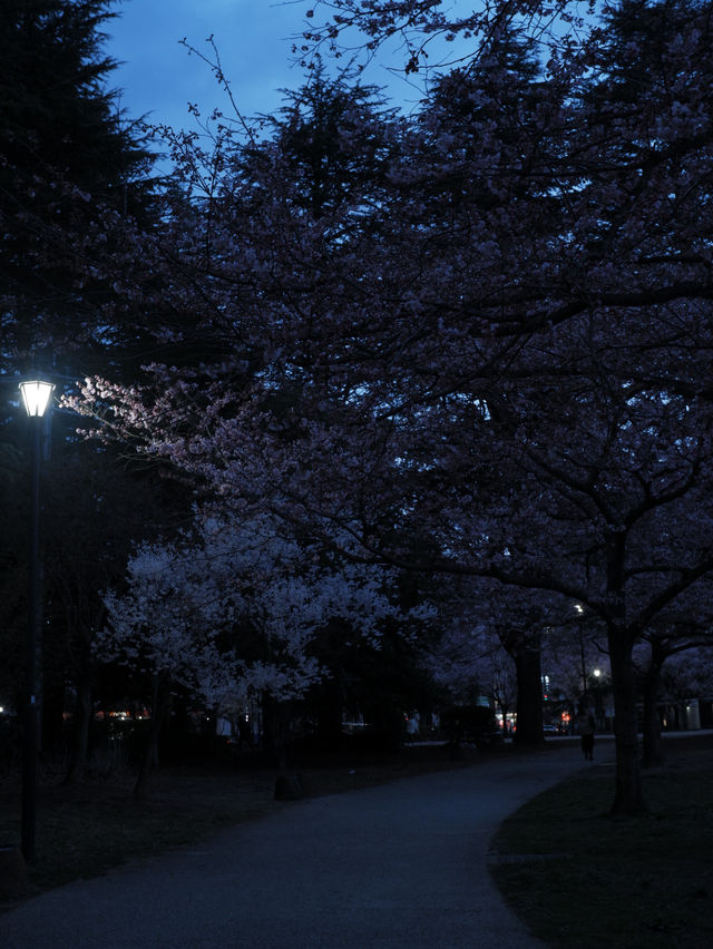 東京到仙台賞櫻：在市區就可以欣賞夜櫻