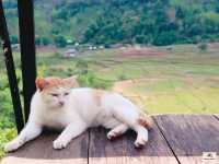 เว-นิส บ้านเวร