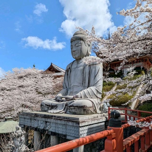 Sakura Views with Serious Wow Factor 🌸⛩️