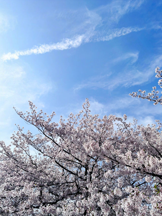 【福岡県篠栗町】春の南蔵院