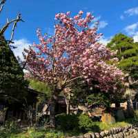 Spring Zen Mode