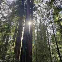 Armstrong Redwoods State Natural Reserve – Guerneville, CA