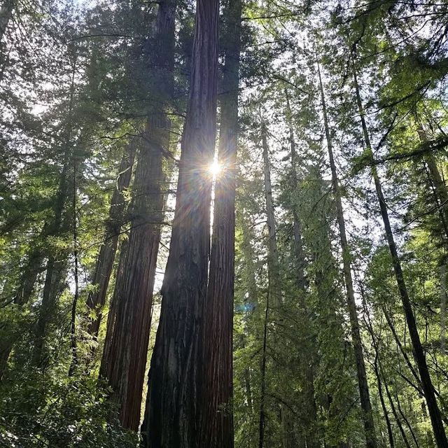 Armstrong Redwoods State Natural Reserve – Guerneville, CA
