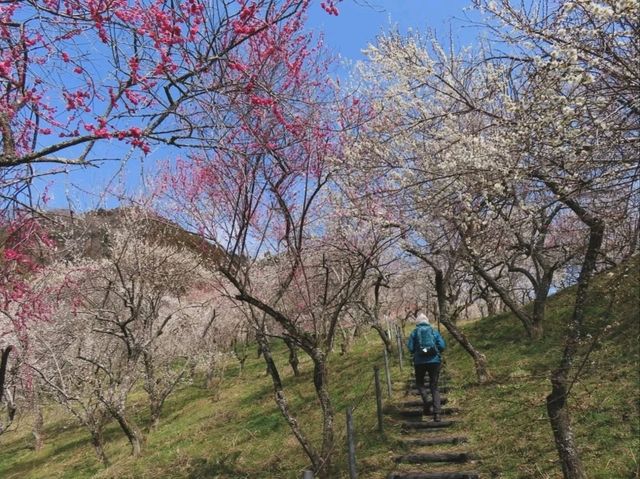 Your Low-Key Cherry Blossom Escape