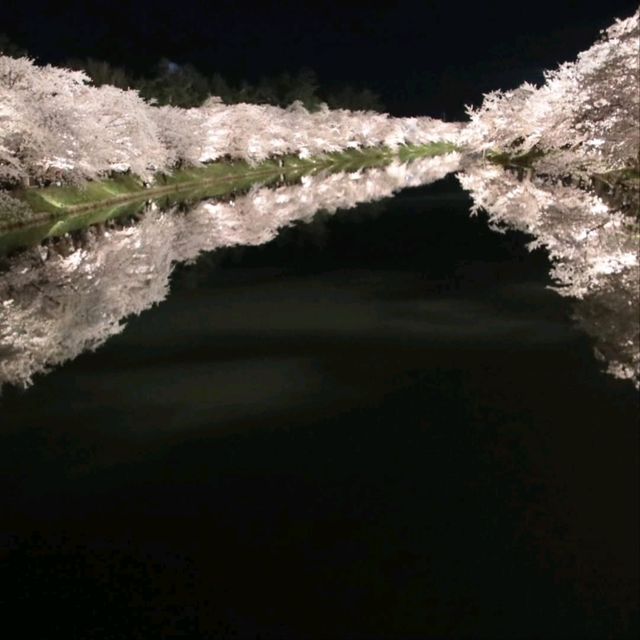 Cherry Blossom Magic After Dark