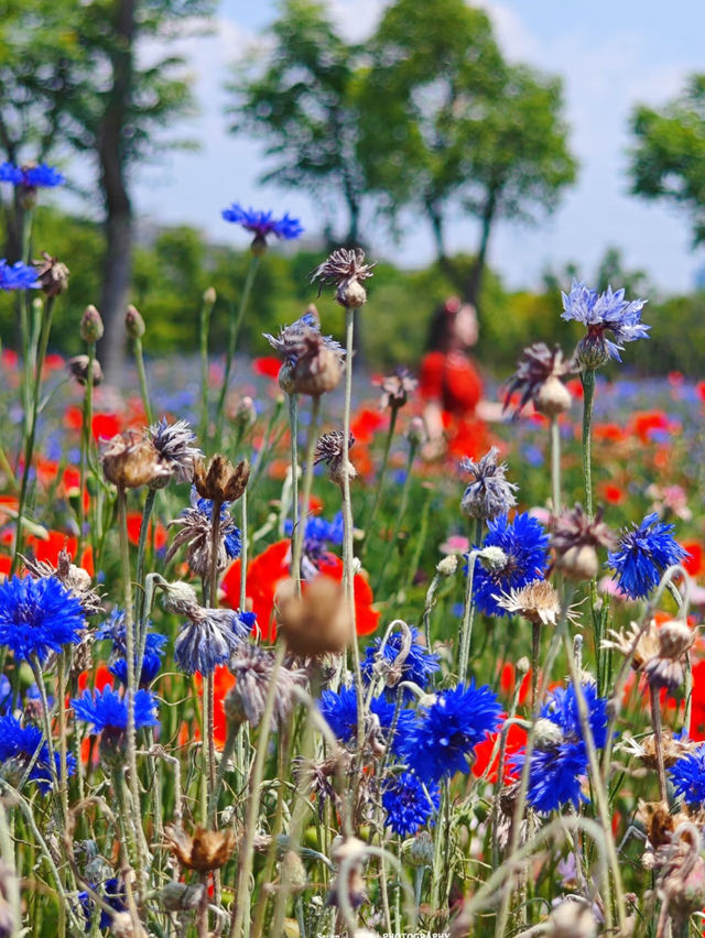 🌸 Jinxiu Cultural Park | A Hidden Gem for Flower Lovers 🌸