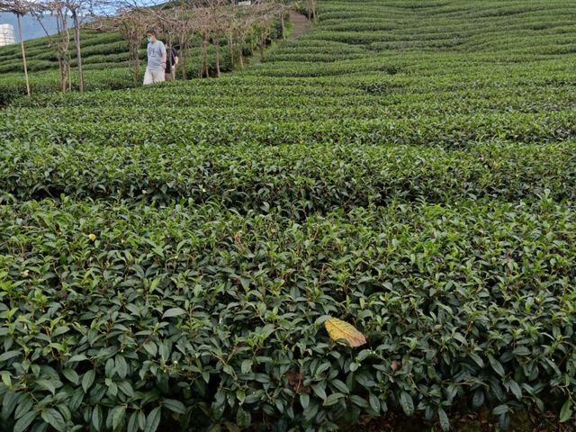 茶園仙境，在雲霧中綻放的綠色八卦。