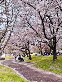 Spring’s Gentle Embrace in the Heart of Saga